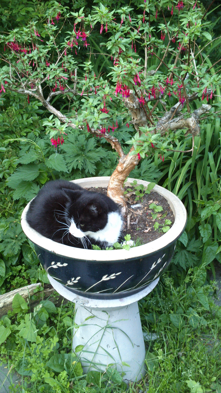 Katt på kattehotellet