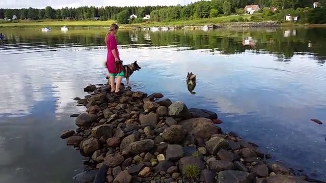Video fra kattehotellet