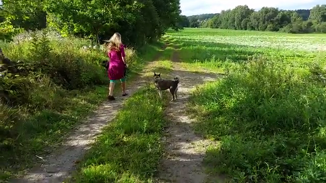 Video fra kattehotellet