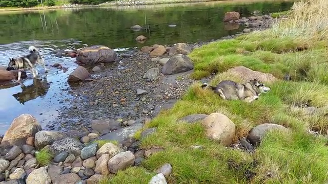 Video fra kattehotellet